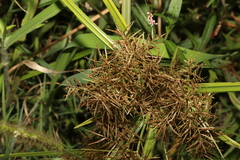 Cyperus exaltatus