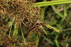 Cyperus exaltatus