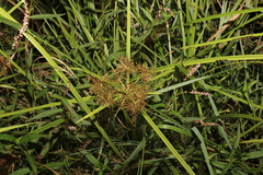 Cyperus exaltatus