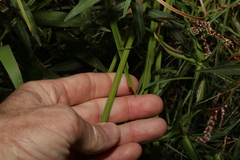 Cyperus exaltatus