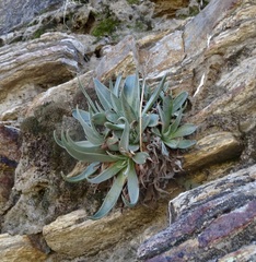 Dudleya saxosa