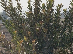 Heteromeles arbutifolia