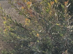 Heteromeles arbutifolia
