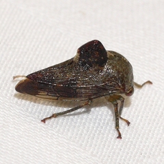 Telamona