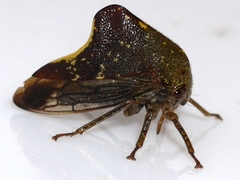Telamona monticola