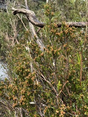 Epacris glabella