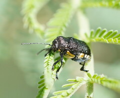Aporocera scabrosa