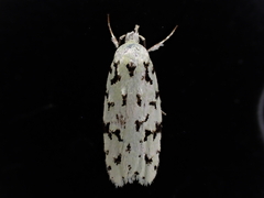 Izatha peroneanella