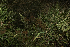 Cyperus exaltatus