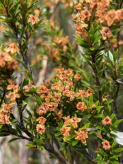 Epacris glabella