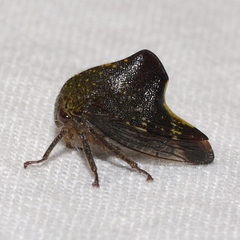 Telamona monticola