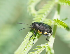 Aporocera scabrosa