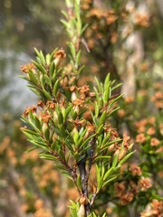 Epacris glabella