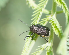 Aporocera scabrosa