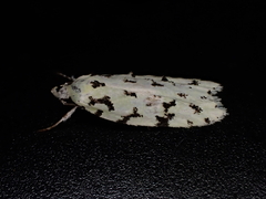 Izatha peroneanella