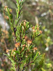 Epacris glabella