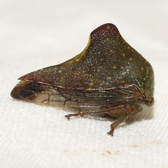 Telamona monticola