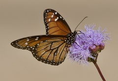 Danaus eresimus