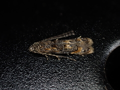 Microcolona