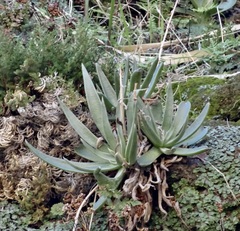 Dudleya saxosa