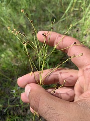Linum floridanum