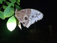 Morpho helenor