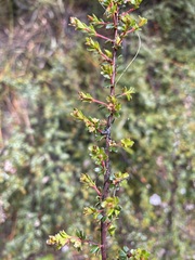 Micrantheum serpentinum