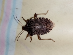 Halyomorpha halys