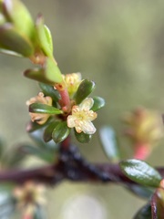 Micrantheum serpentinum