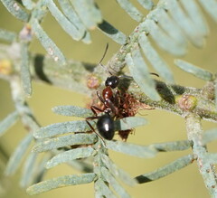 Dolichoderus australis
