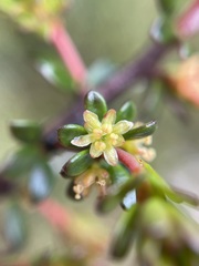 Micrantheum serpentinum