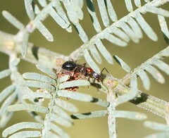Dolichoderus australis