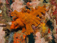 Chicoreus palmarosae