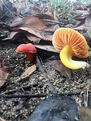 Pseudohygrocybe
