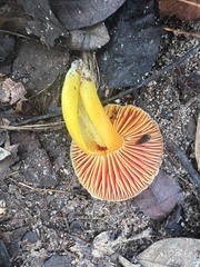 Pseudohygrocybe