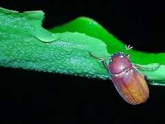 Aspidolea singularis