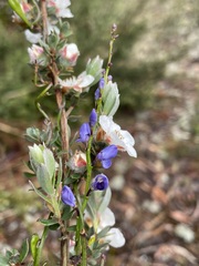 Polygalaceae