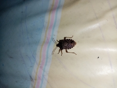 Halyomorpha halys