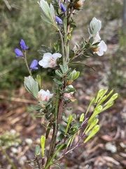 Polygalaceae