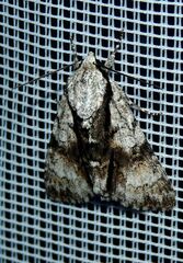 Acronicta alni