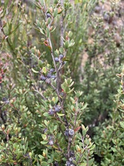 Leptospermum glaucescens