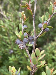Leptospermum glaucescens