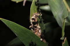 Polyrhachis australis