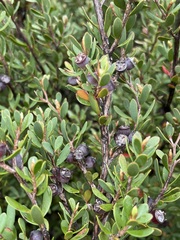 Leptospermum glaucescens