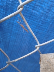 Musonia remota