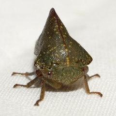 Telamona monticola