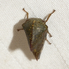 Telamona monticola