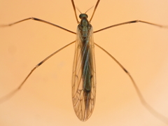 Dicranomyia