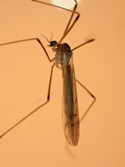 Dicranomyia