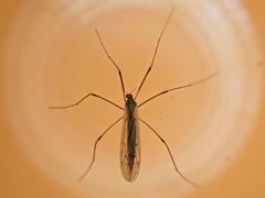 Dicranomyia